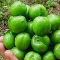 نهال گوجه سبز شهریاری|خدمات باغبانی و درختکاری|جهرم, |دیوار