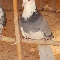 یکجفت کفتر عالی بضمانت ساعت سنگین