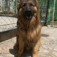 سگ ژرمن شولاین کیفیت بالا|سگ|کرج, فاز ۲ مهرشهر|دیوار