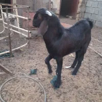 بز نر وماده در رودان|حیوانات مزرعه|رودان, |دیوار