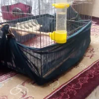 فروش قناری نر