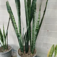 گل سانسوریا تازه جوانه زده