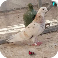 کفتر شازده سرور زرد پلاس یکت افشون|پرنده|قم, باجک دو|دیوار