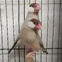 عروس هلندی و فنچ نرگسی|پرنده|دزفول, |دیوار