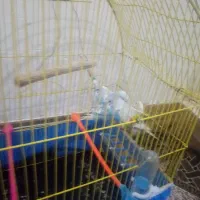 مرغ عشق آبی