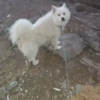 سگ سامویید ماده