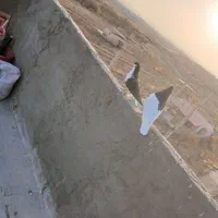 کفتر خوشرنگ