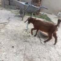 فروش سه عدد گوسفند دوماده یک نر