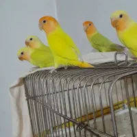 طوطی برزیلی اوپال اورجینال|پرنده|تهران, شمیران‌نو|دیوار