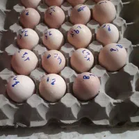 تخم نطفه دار لاری و برهما لایت. تعداد محدود