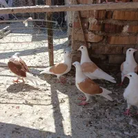 کبوتر