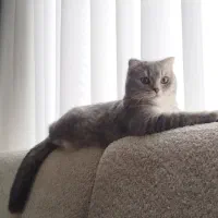 نژاد اسکاتیش