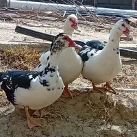 اردک اسرائیلی