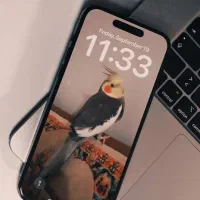 عروس هلندی نر سخنگو|پرنده|تربت‌حیدریه, بالا ولایت|دیوار