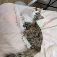 گربه dlh پسر 8ماه