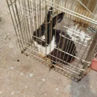 دو عدد خرگوش|موش و خرگوش|تهران, اسفندیاری|دیوار