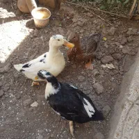 ۳عدد اردک محلی