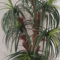 درخت اناناس