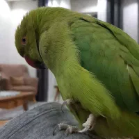 طوطی ملنگو فول دستی|پرنده|صدرا-فارس, فاز ۱|دیوار