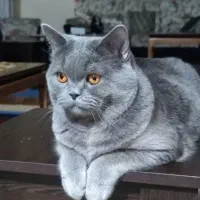 گربه بریتیش اصیل|گربه|ساری, |دیوار