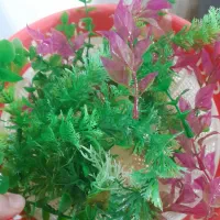 وسایل لوازم آکواریوم