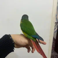 گرینچیک|پرنده|قم, یزدان‌شهر|دیوار