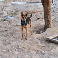 واگذاری سگ ژرمن ماده|سگ|هشتگرد, ایقربلاغ|دیوار