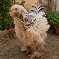 مرغ برهما فری و پاپر و ریش دار ۴ماه و نیمه تاقچه