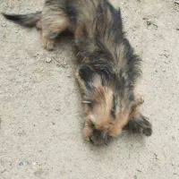 واگذاری 2سگ معاوصه با کبوتر