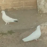 نر وماده دهن جور