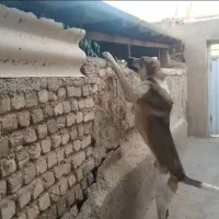 نر پانزده ماه نوه گیله کریم سردشت|سگ|خرمدره, |دیوار