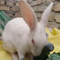 خرگوش چشم شرابی|موش و خرگوش|شیراز, ریاستی|دیوار