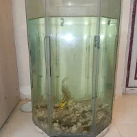 آکواریوم به همراه ماهی کوی رایگان