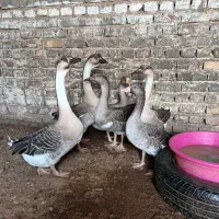 قوغاز و مرغ و خروس|حیوانات مزرعه|زابل, |دیوار