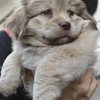 سگ پامرانین