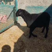 بره|حیوانات مزرعه|نجفآباد, حومه نجف آباد|دیوار