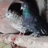 کبوتر سرور