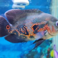 فروش ماهی گوشتخوار به قیمت خیلی خوب|ماهی|قوچان, |دیوار