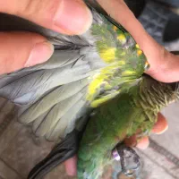 طوطی گرینچیک پاید رنگ خاص|پرنده|اصفهان, جلفا|دیوار