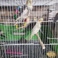 جوجه عروس هلندی تقریبا دوماهه به فروش میرسه|پرنده|سبزوار, شهرک اندیشه|دیوار