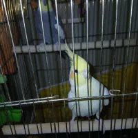 عروس هلندی جفت