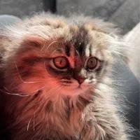 بچه گربه اسکاتیش