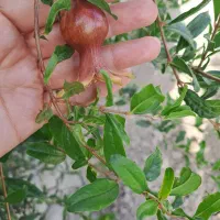 زمین وهن آباد|فروش زمین و ملک کلنگی|تهران, بهمن یار|دیوار