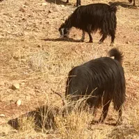 بز و گوسفند