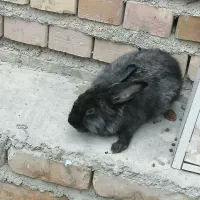 خرگوش|موش و خرگوش|گنبد کاووس, |دیوار