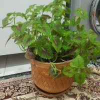 ۵ عدد گل با گلدان