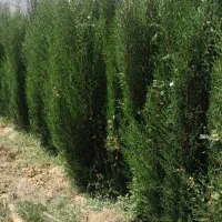 نهال سرو ناز و مرکبات