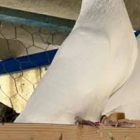 سلام درود یک کبوتر سفید باخالهایی روی سروبدن