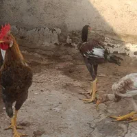 مرغ و خروس محلی لاریی|حیوانات مزرعه|اهواز, کوی شایسته|دیوار