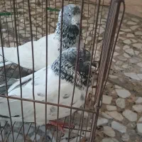 یک جفت شیخی